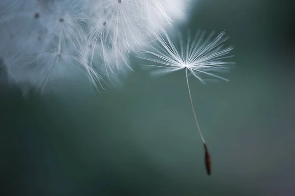 Çiçeğe karahindiba tohumu. Batan güneşin güzel renkleri. Kopyalama. Ayrıntılı makro fotoğraf.