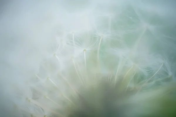 Sementes Dente Leão Uma Flor Espaço Cópia Foto Macro Detalhada — Fotografia de Stock