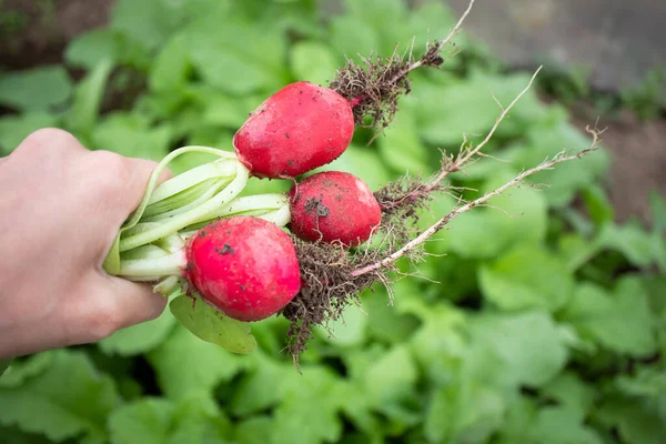Fresh crop of radish in the garden. The concept of vegetable growing, eco-products, vegetable growing, healthy nutrition. Vegan concept.