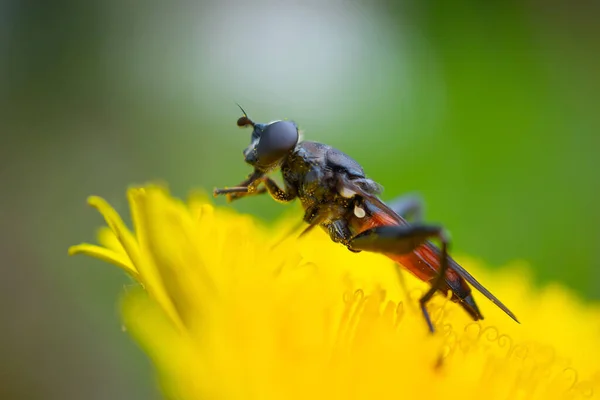 Uma Mosca Senta Numa Flor Come Néctar Macro Shot Brilhante — Fotografia de Stock