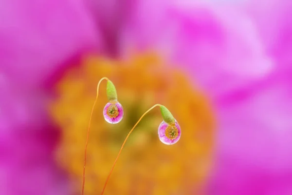 Pink Yellow Flowers Reflected Drops Water Moss Summer Vibrant Floral — Stock Photo, Image