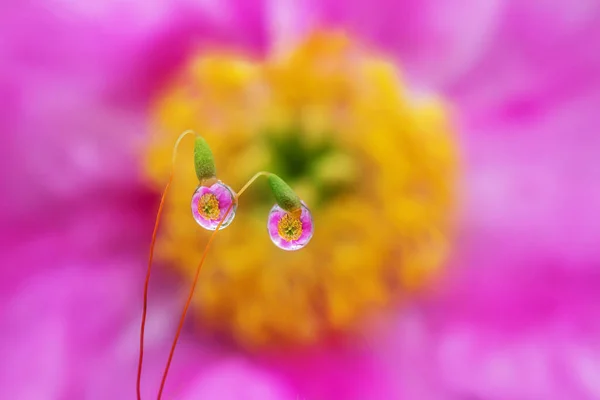 Rosa Gula Blommor Reflekteras Droppar Vatten Mossan Sommaren Pulserande Blommig — Stockfoto