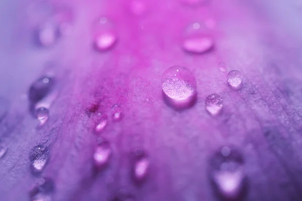 Drops Water Pink Purple Petals Peony Bright Beautiful Detailed Macro — Stock Photo, Image
