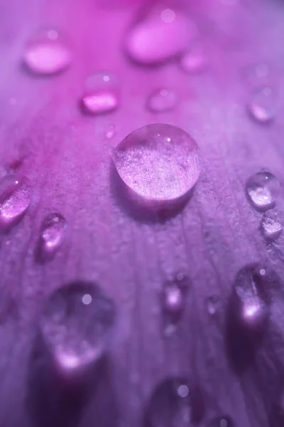 Drops Water Pink Purple Petals Peony Bright Beautiful Detailed Macro — Stock Photo, Image