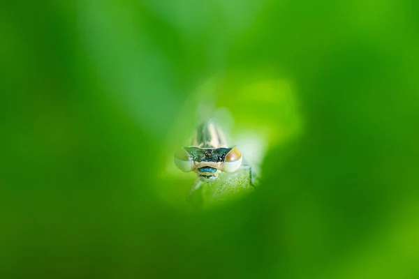 Libelle Sitzt Auf Einem Grünen Grashalm Großaufnahme Makrofoto Das Konzept — Stockfoto