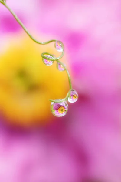 Pink Yellow Flowers Reflected Drops Water Grass Summer Vibrant Floral — Stock Photo, Image