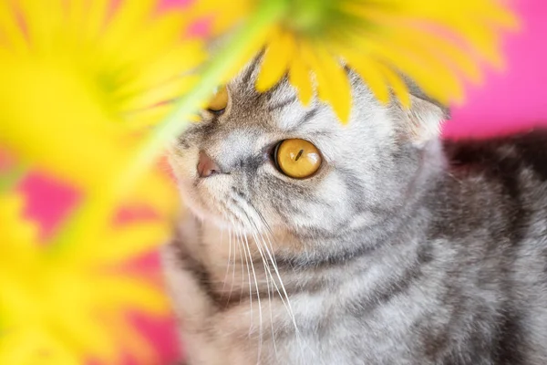 Сірий Шотландський Згорнутий Кіт Жовтими Очима Лежить Яскраво Рожевому Фоні — стокове фото