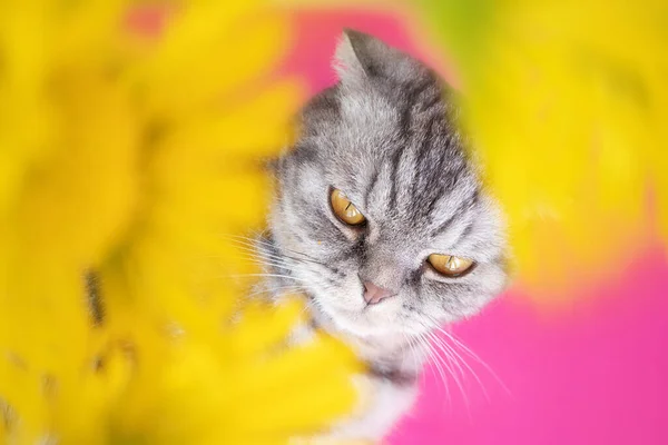 Gray Scottish fold cat with yellow eyes lies on bright pink background, in front of it are yellow daisies. Cute funny pet portrait.  Concept of summer, flowering, holiday. Image for banner, postcards.