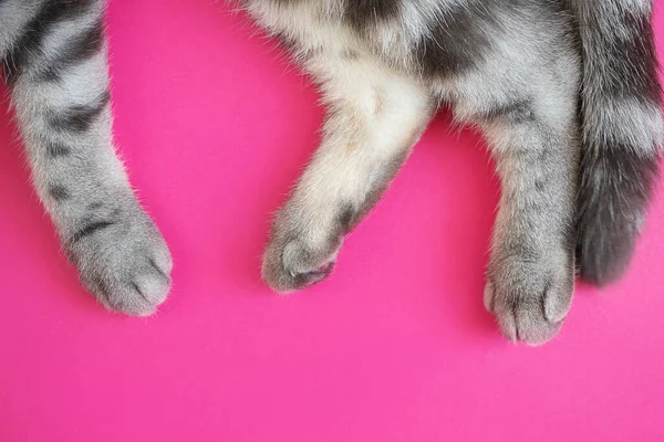 Paws and tail of a gray striped cat on a bright pink background. Top view, copyspace. The concept of pets.