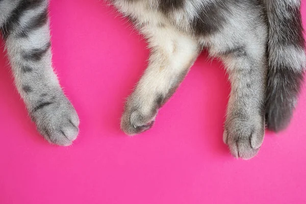 Las Patas Cola Gato Rayas Grises Sobre Fondo Rosa Brillante — Foto de Stock