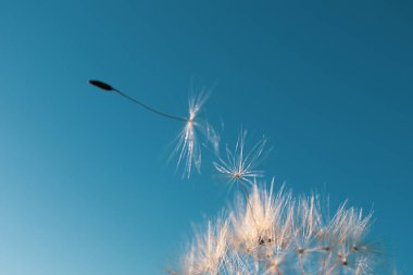 Çiçekten karahindiba tohumu çıktı. Batan güneşin güzel renkleri. Kopyalama. Özgürlük kavramı, yalnızlık. Ayrıntılı makro fotoğraf.
