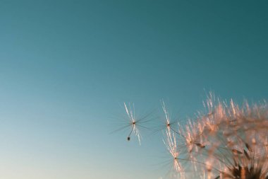 Çiçekten karahindiba tohumu çıktı. Batan güneşin güzel renkleri. Kopyalama. Özgürlük kavramı, yalnızlık. Ayrıntılı makro fotoğraf