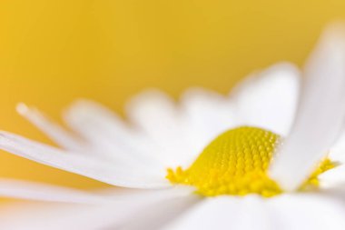 Papatya çayı yakın plan, detaylı makro fotoğraf. Sarı arka plan. Yaz konsepti, şifalı bitkiler..