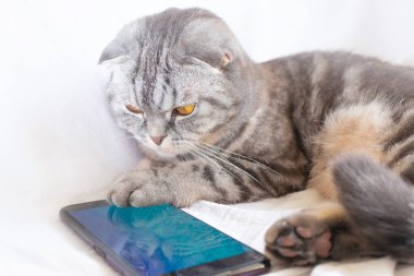 İskoç akıllı kedisi beyaz bir çarşafın üzerinde yatarak akıllı telefonda oynar. Hayvan ve bilgi teknolojisi.