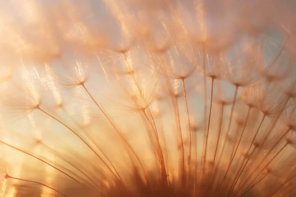 Dandelion Sky Sunset Copispace Detailed Macro Photo — Stock Photo, Image