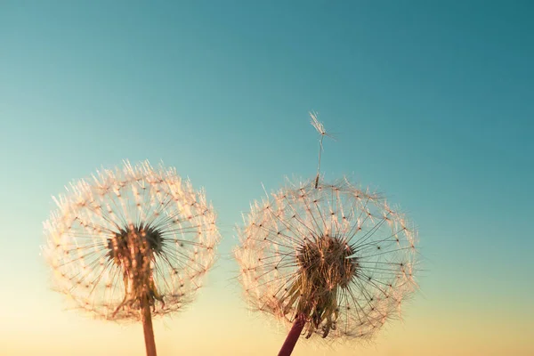 Twee Paardebloemen Prachtige Kleuren Van Ondergaande Zon Kopieerruimte Het Concept — Stockfoto