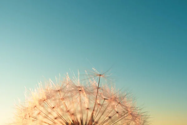 タンポポの種が花から出てきた 夕日の美しい色 コピースペース 孤独の概念 詳細マクロ写真 — ストック写真