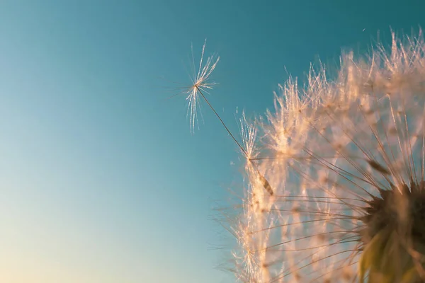 Семя Одуванчика Упало Цветка Красивые Цвета Заходящего Солнца Авторское Пространство — стоковое фото