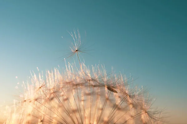 Semilla Diente León Salió Flor Hermosos Colores Del Sol Poniente — Foto de Stock