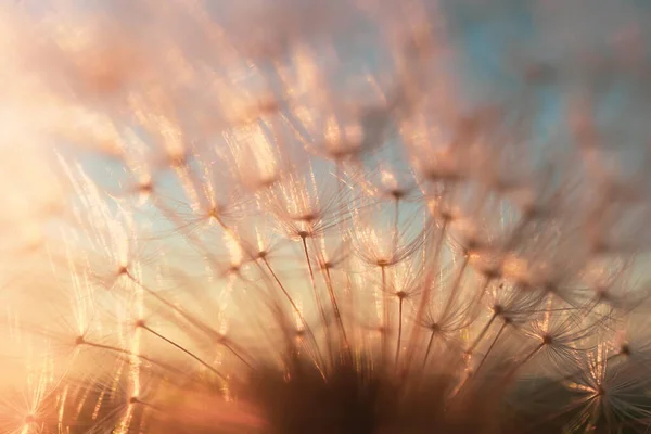 Diente León Contra Cielo Atardecer Copispace Macro Foto Detallada — Foto de Stock