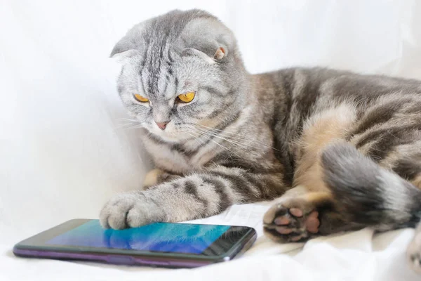 スコットランドの折りたたみスマート猫は白いシートに横たわって スマートフォンで再生します ペットと情報技術 — ストック写真