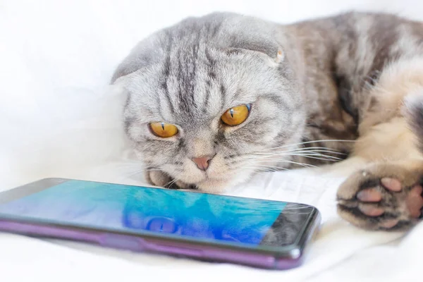 Pieghevole Scozzese Smart Cat Gioca Nello Smartphone Sdraiato Foglio Bianco — Foto Stock