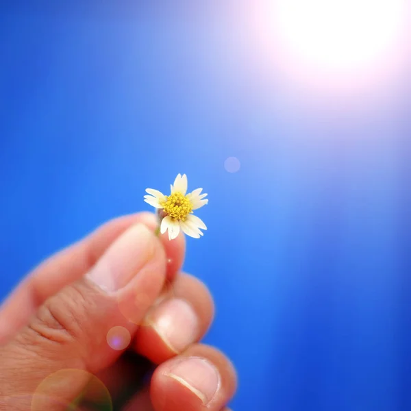 Morbida Messa Fuoco Margherita Messicana Mano Sfondo Blu Con Luce — Foto Stock