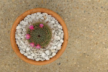 Terrazzo zeminde tercotta pot kaktüs üst görünümü.