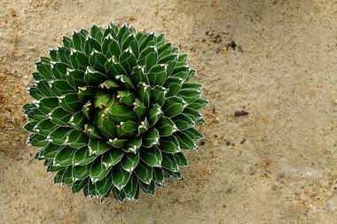 Botanik bahçesinde Agave victoria-reginae üst görünümü.