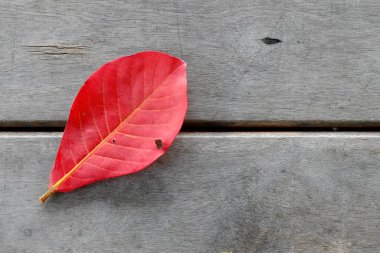 Ahşap zemin üzerinde Kırmızı Bengal Badem yaprağı.