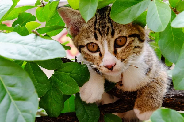 귀여운 줄무늬 고양이 숨기기 — 스톡 사진
