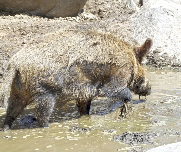 Vilda svin vilda grisen wild pig — Stockfoto