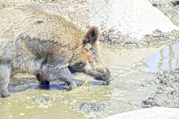 野生の豚の野生の豚 — ストック写真