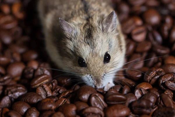 Bonito pequeno mouse sentado ao lado de um café grãos — Fotografia de Stock