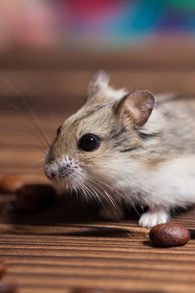 Bonito pequeno mouse sentado ao lado de um café grãos — Fotografia de Stock