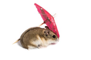 kırmızı bir kokteyl şemsiye ile küçük şirin hamster