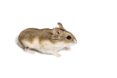 şirin hamster korkuttu.