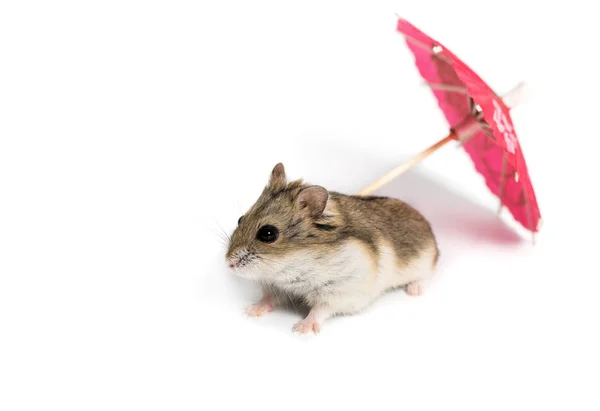 Piccolo criceto carino con un ombrello da cocktail rosso — Foto Stock