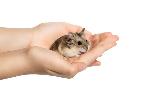 Hamster bonito sentado nas mãos das crianças e olhando para a câmera — Fotografia de Stock