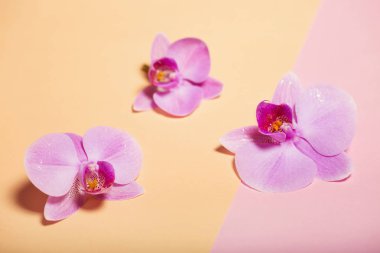 iki renkli arka plan kağıt üzerinde orkide çiçekler.