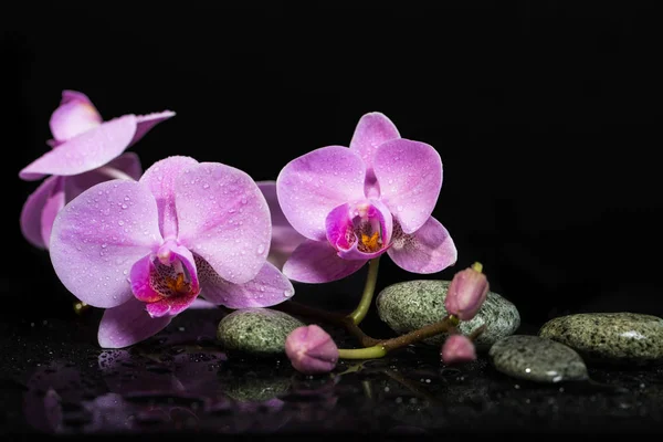 Flores de orquídea y piedras de spa sobre fondo húmedo . — Foto de Stock
