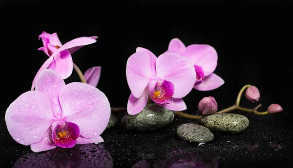 Orchid flowers and spa stones on wet background. — Stock Photo, Image