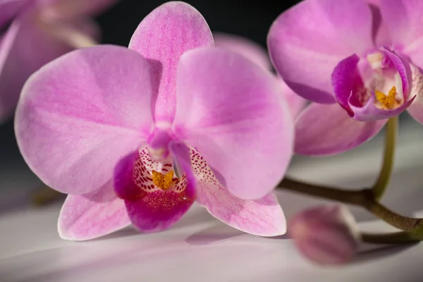 Flores de orquídea. Spa. Hermoso fondo floral — Foto de Stock