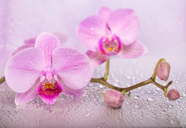 Flores de orquídea sobre fondo húmedo . Imagen De Stock