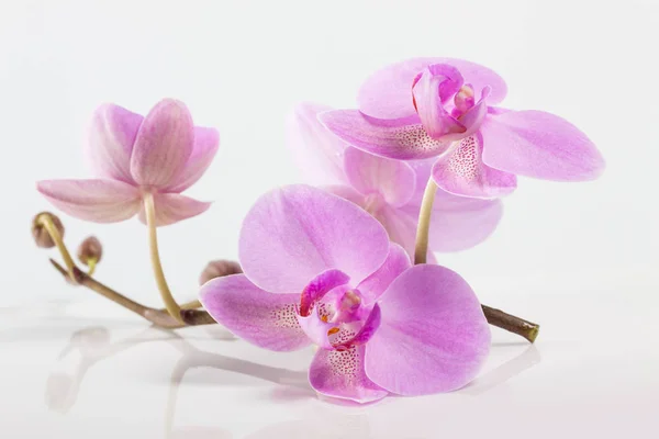 Orchideenblüten. Wellness. schöner blumiger Hintergrund — Stockfoto