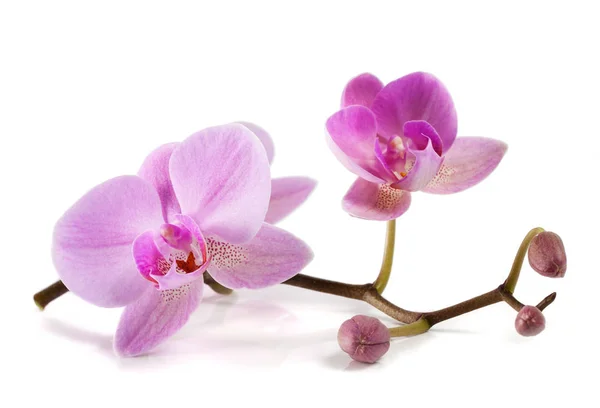 Flores de orquídea. Spa. Hermoso fondo floral — Foto de Stock