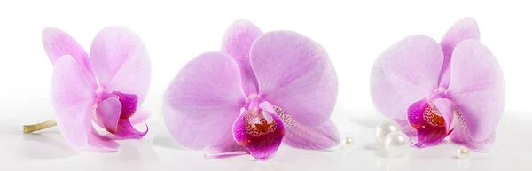 Große Orchideenblüten auf weißem Hintergrund. schöner blumiger Hintergrund — Stockfoto