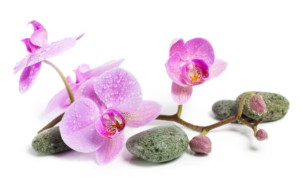 Orchidee und Wellness-Steine auf weißem Hintergrund. schöne rosa Blüten auf einem Zweig. — Stockfoto