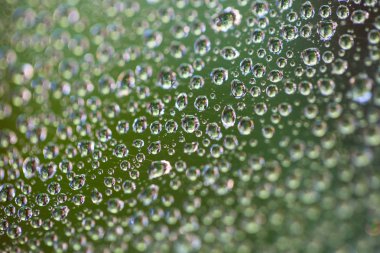 Bir damla su üzerinde bir örümcek ağı. Makro. Yeşil arka plan bulanık.