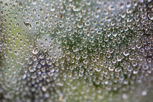 Ein Tropfen Wasser auf einem Spinnnetz. Makro. verschwommener grüner Hintergrund. — Stockfoto